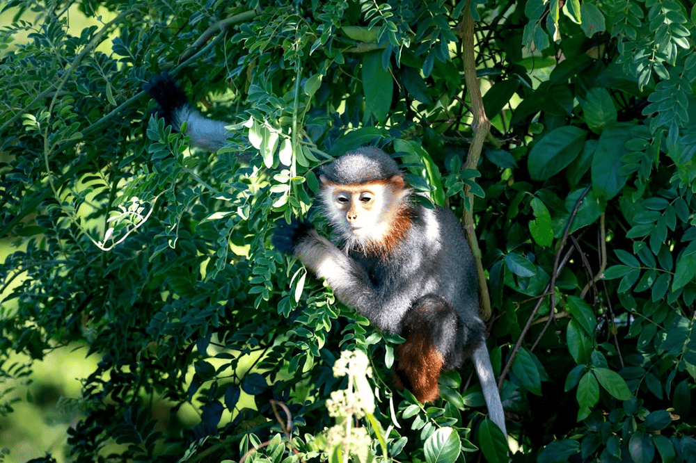 The rare red-shanked douc langur being conserved on the Son Tra Peninsula (Source: Pexels)